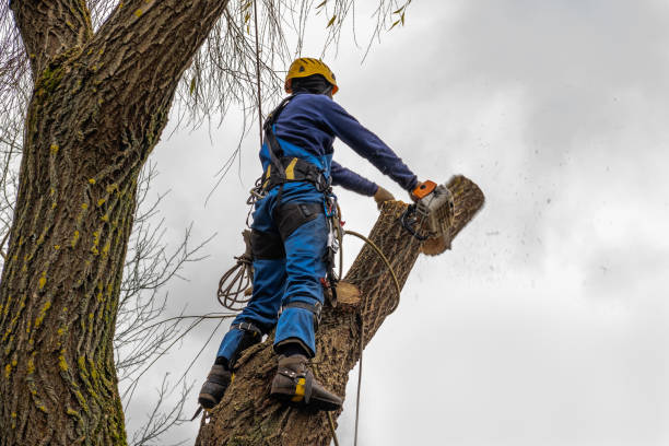 Seasonal Cleanup (Spring/Fall) in Akron, IN