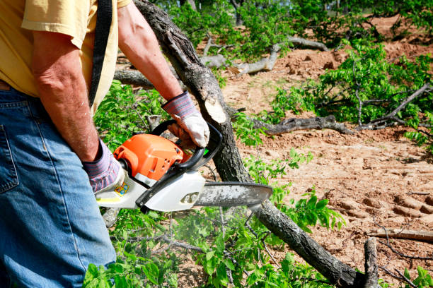 Trusted Akron, IN Tree Removal Experts